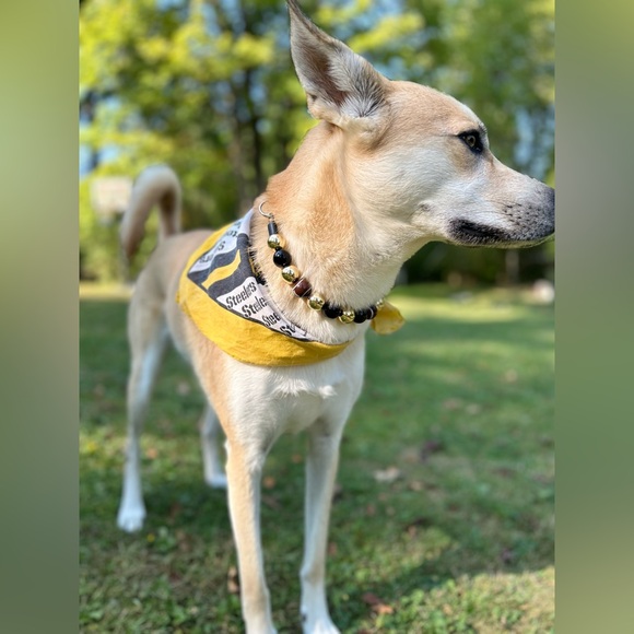 Designer Dog Necklaces - Picture 5 of 13